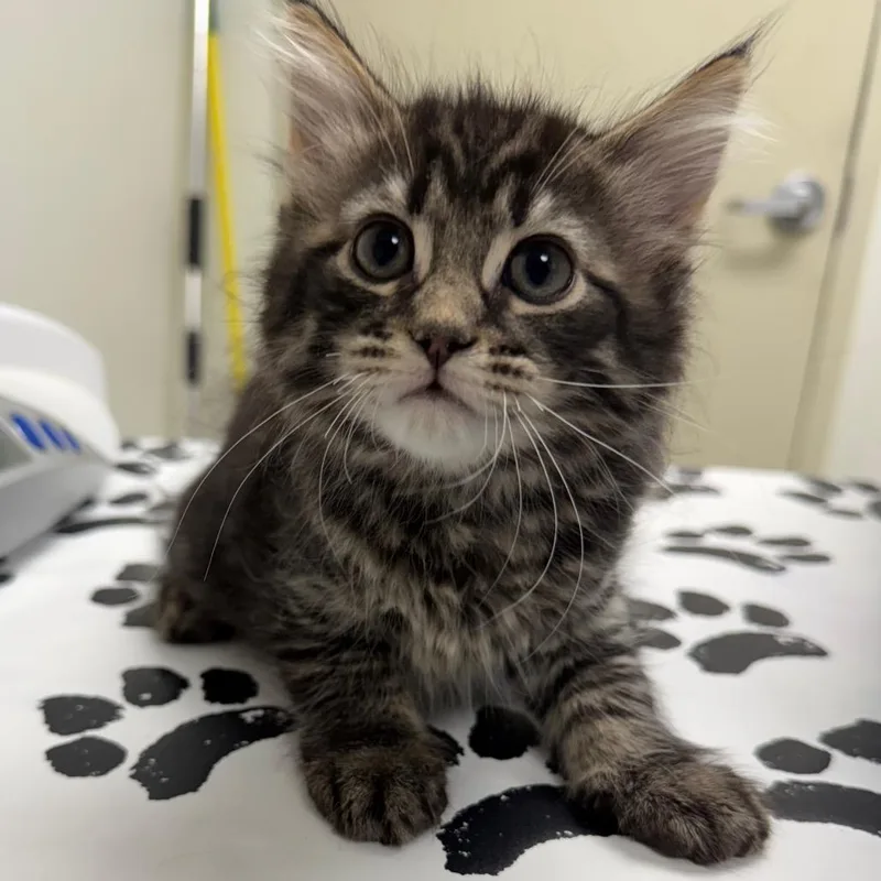 A baby small-sized male Gray / Blue / Silver Domestic Short Hair cat named Flint for adoption in Harrisonburg, VA