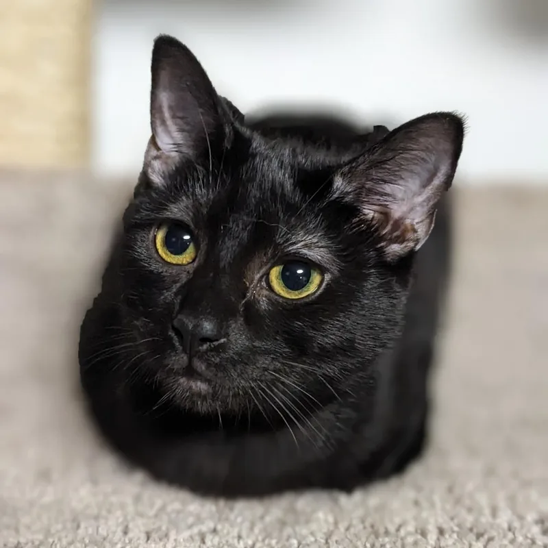 Wednesday Addams thumbnail 6