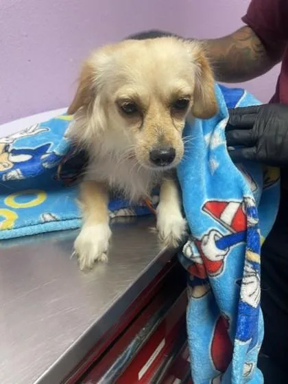 A baby small-sized female Mixed Breed dog named 61769564 for adoption in El Paso, TX