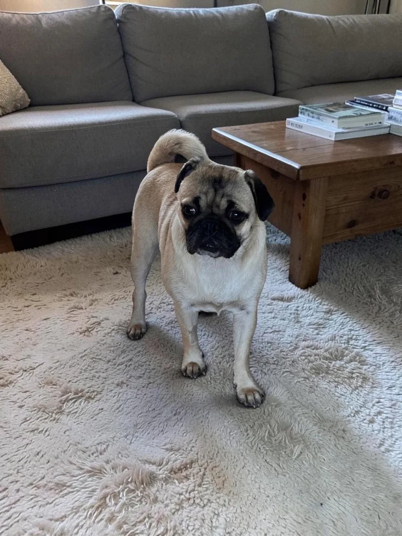 An adult small-sized female Pug dog named Leilani for adoption in Orange, CA