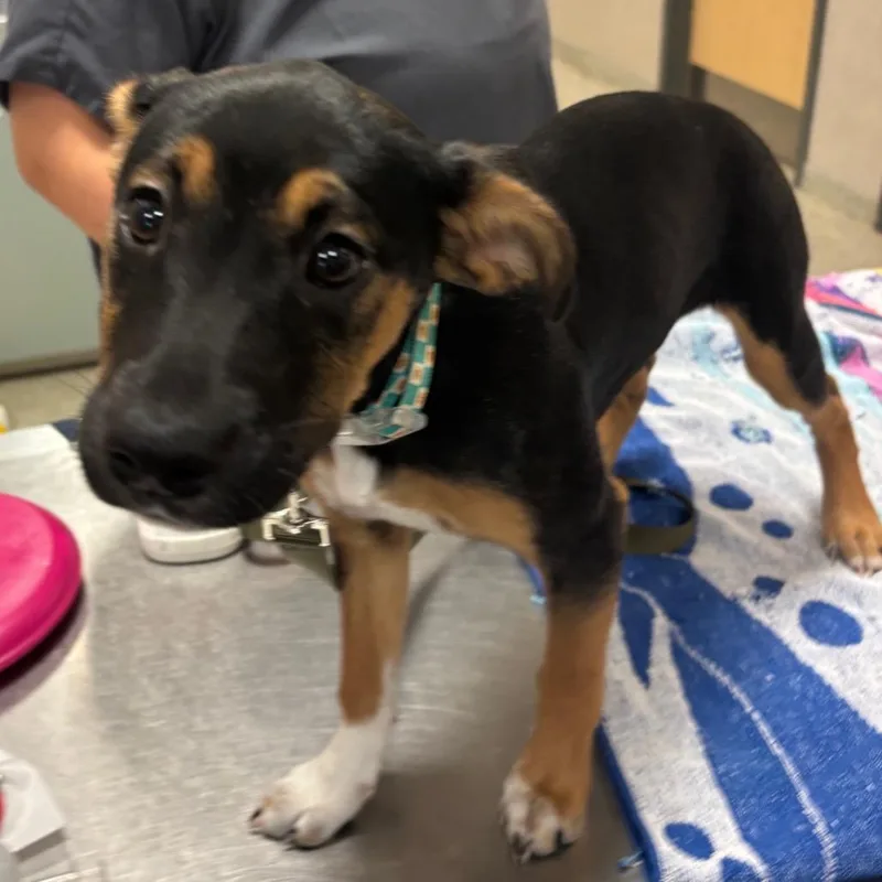 A baby small-sized female Mixed Breed dog named Almond for adoption in Jacksonville, FL