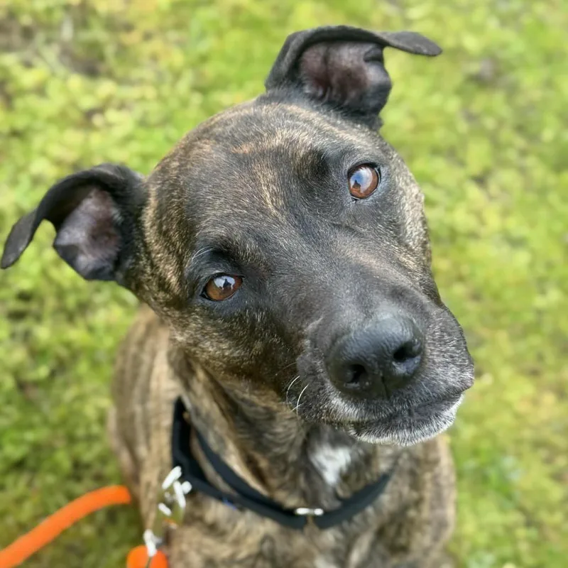 An adult medium-sized female Brindle Pit Bull Terrier dog named Lulu for adoption in Tacoma, WA