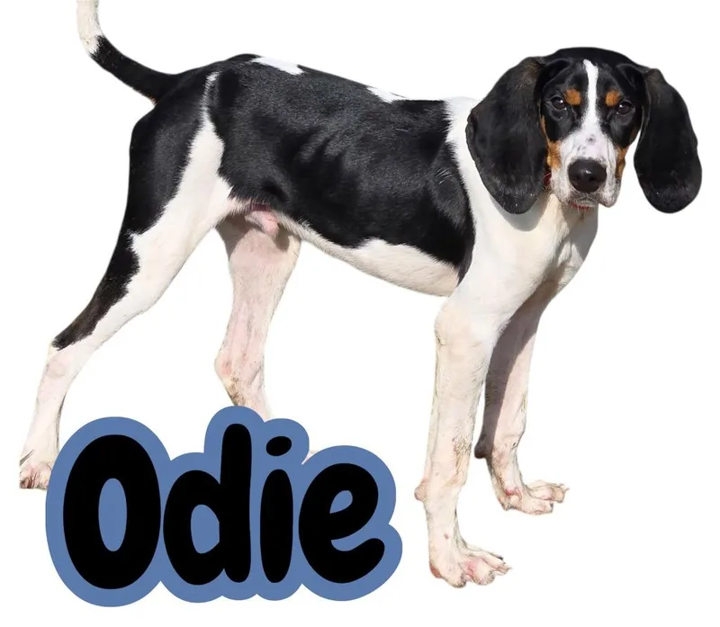 Odie thumbnail 3