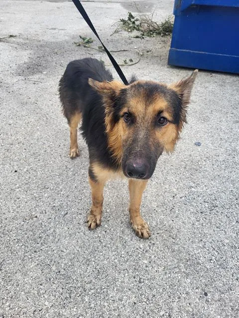 A young medium-sized male German Shepherd Dog dog named Waffles for adoption in San Antonio, TX