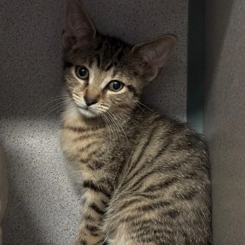 A baby small-sized male Brown / Chocolate Domestic Short Hair cat named Sparkler for adoption in Port Charlotte, FL