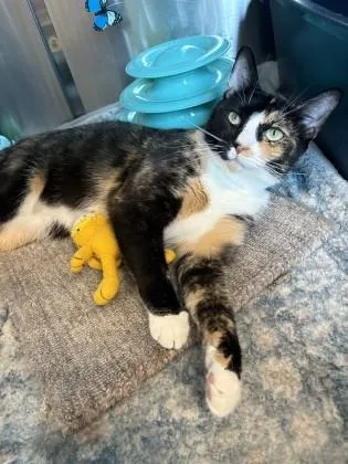 An adult medium-sized female Domestic Short Hair cat named Harley Davidson for adoption in Derwood, MD