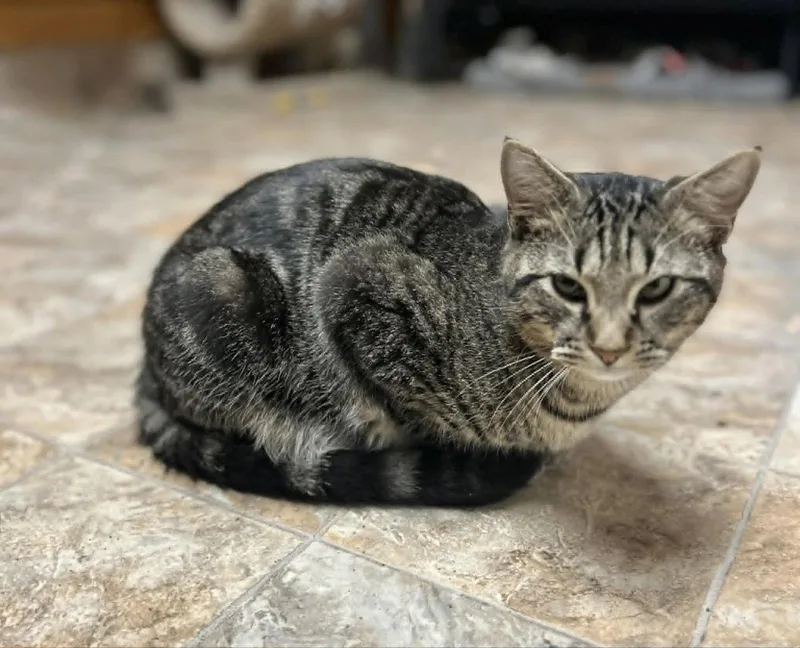 A baby small-sized male Tabby cat named Shy Guy for adoption in Capshaw, AL