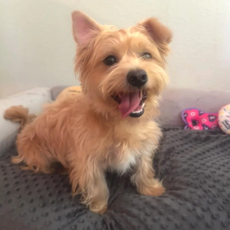 A young small-sized male Apricot / Beige Silky Terrier dog named Carl for adoption in High Ridge, MO