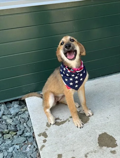 A baby medium-sized female Labrador Retriever dog named Waffle House for adoption in Leesburg, VA