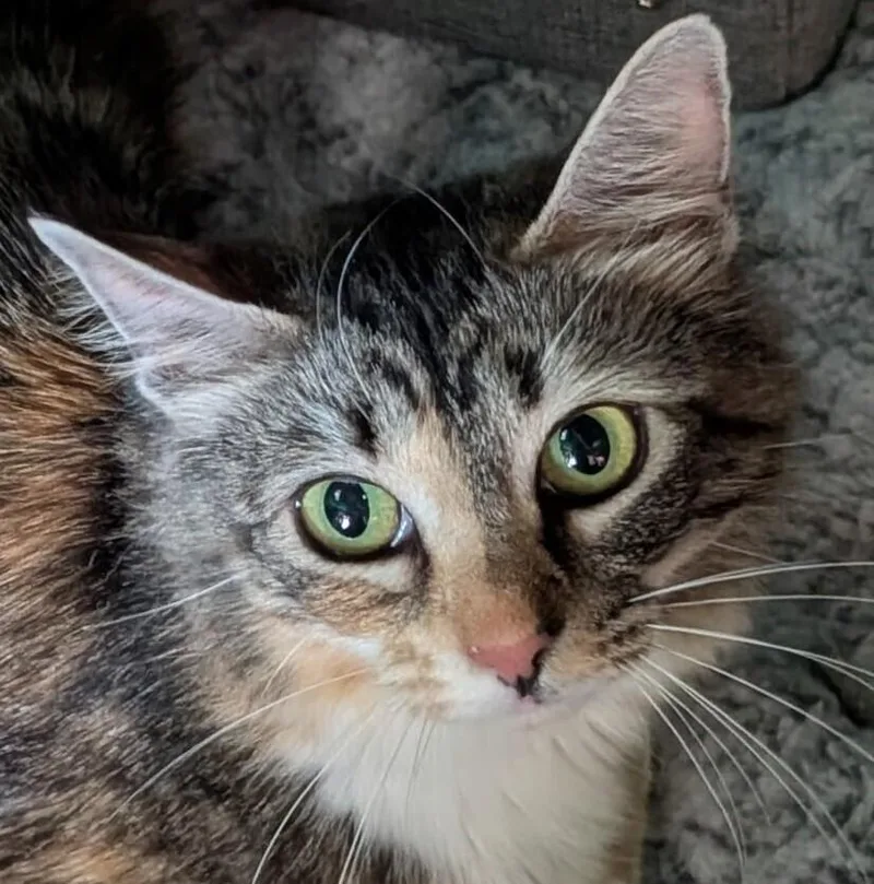 A young medium-sized female American Bobtail cat named Momma Rainbow for adoption in Statesville, NC