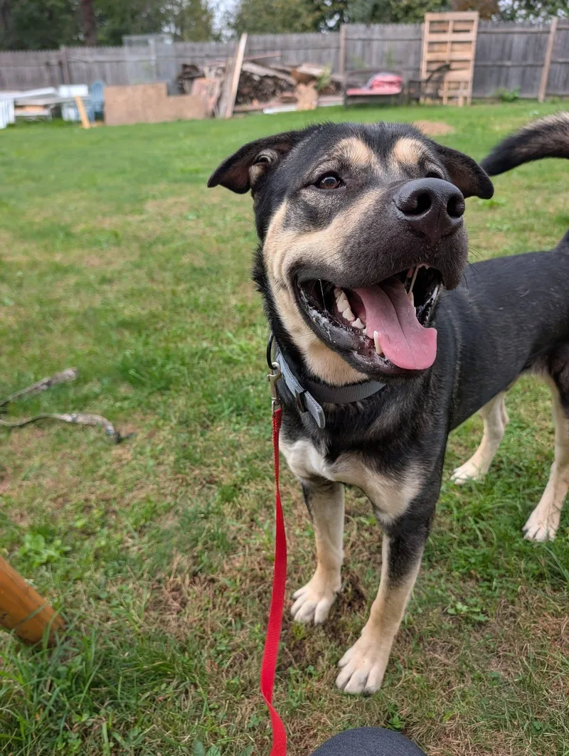 A young large-sized male Black German Shepherd Dog named Sabor for adoption in Johnstown, PA