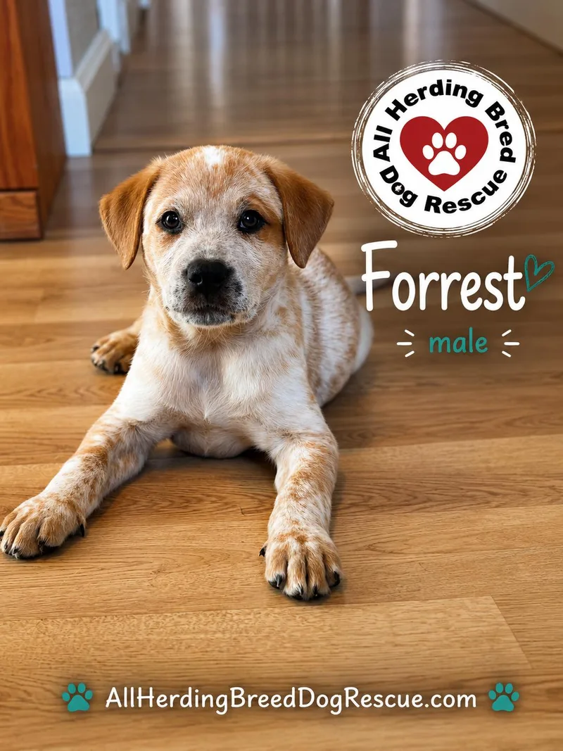 A baby medium-sized male Red / Chestnut / Orange Cattle Dog dog named Forest for adoption in Joliet, IL