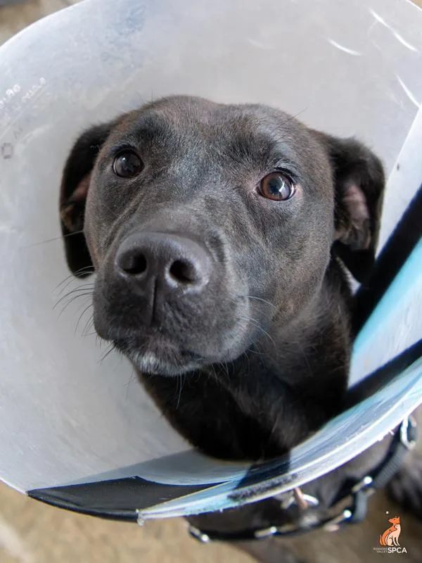 A young medium-sized female Labrador Retriever dog named Carp for adoption in Roanoke, VA