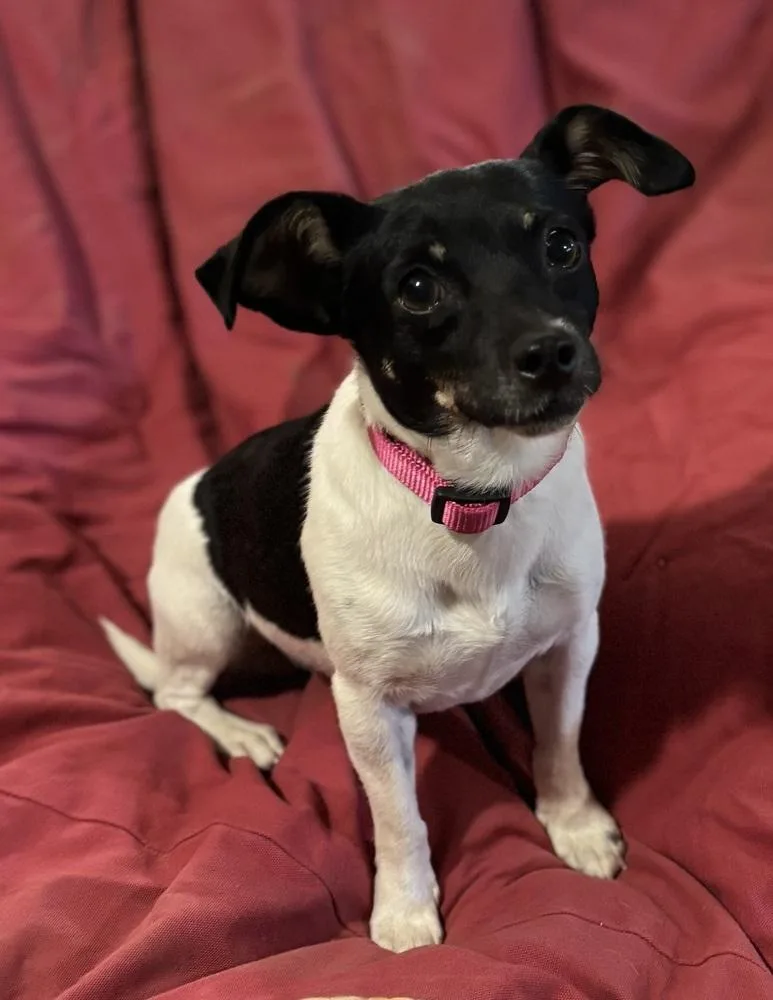 A young small-sized female Tricolor (Brown, Black, & White) Rat Terrier dog named Marci for adoption in Brookshire, TX