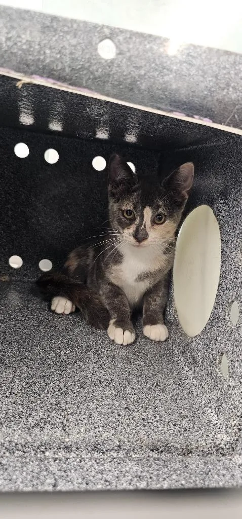 A baby small-sized female Domestic Short Hair cat named Paprika for adoption in Athens, TN