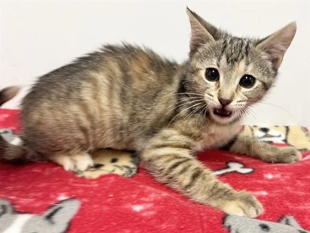 Nala