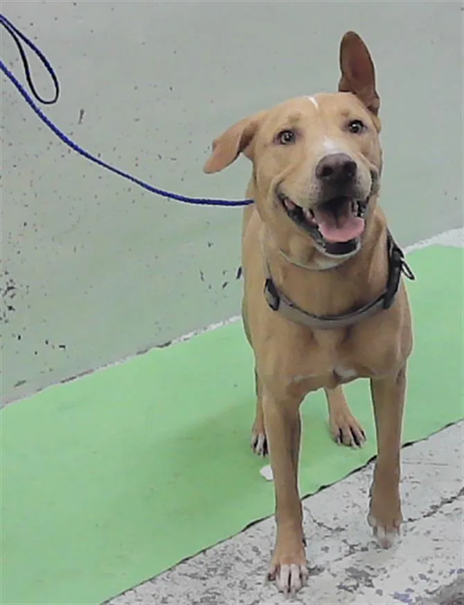 An adult medium-sized female Labrador Retriever dog named Marley for adoption in Houston, TX