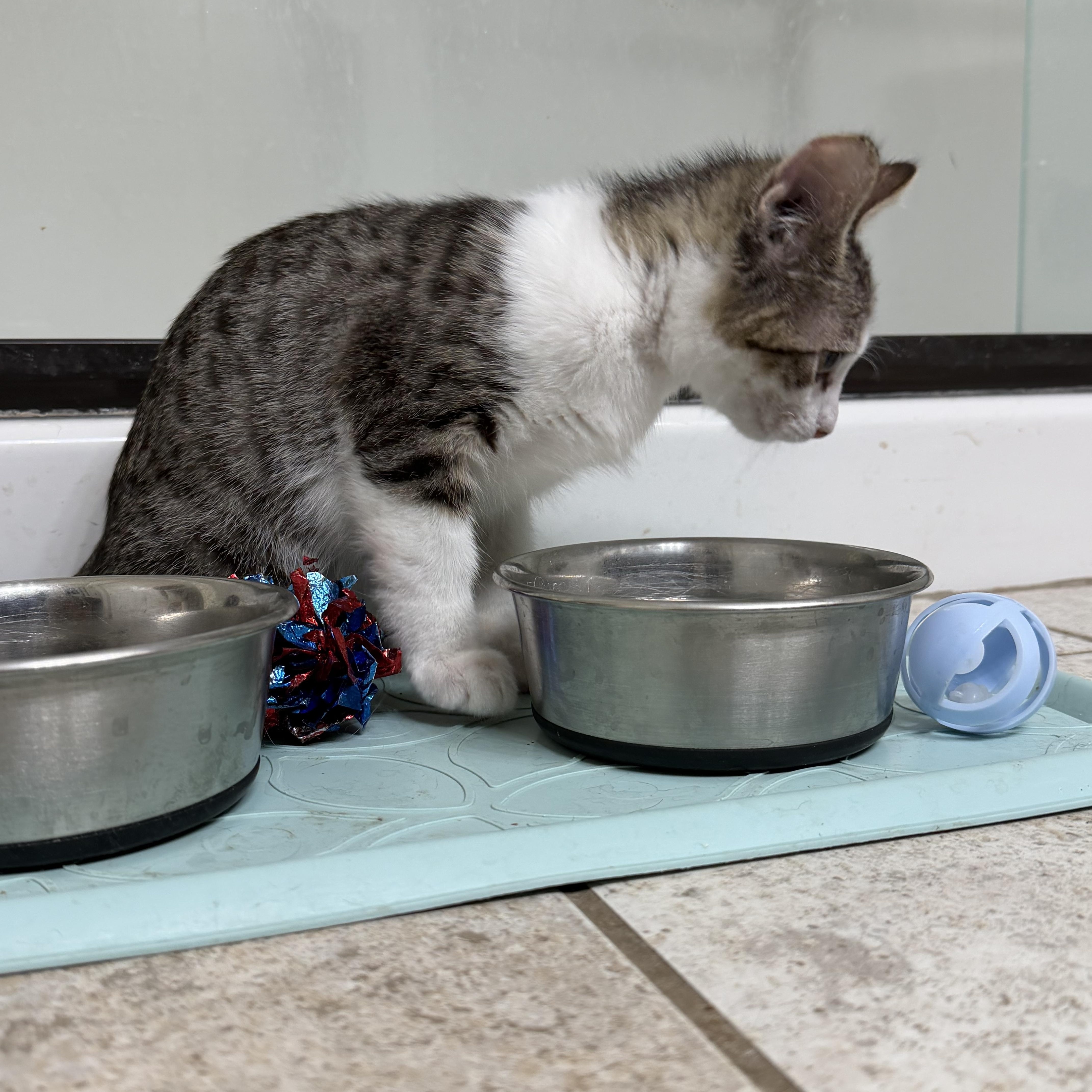 A baby medium-sized male Tabby (Gray / Blue / Silver) Tabby cat named Russell for adoption in Pasco, WA