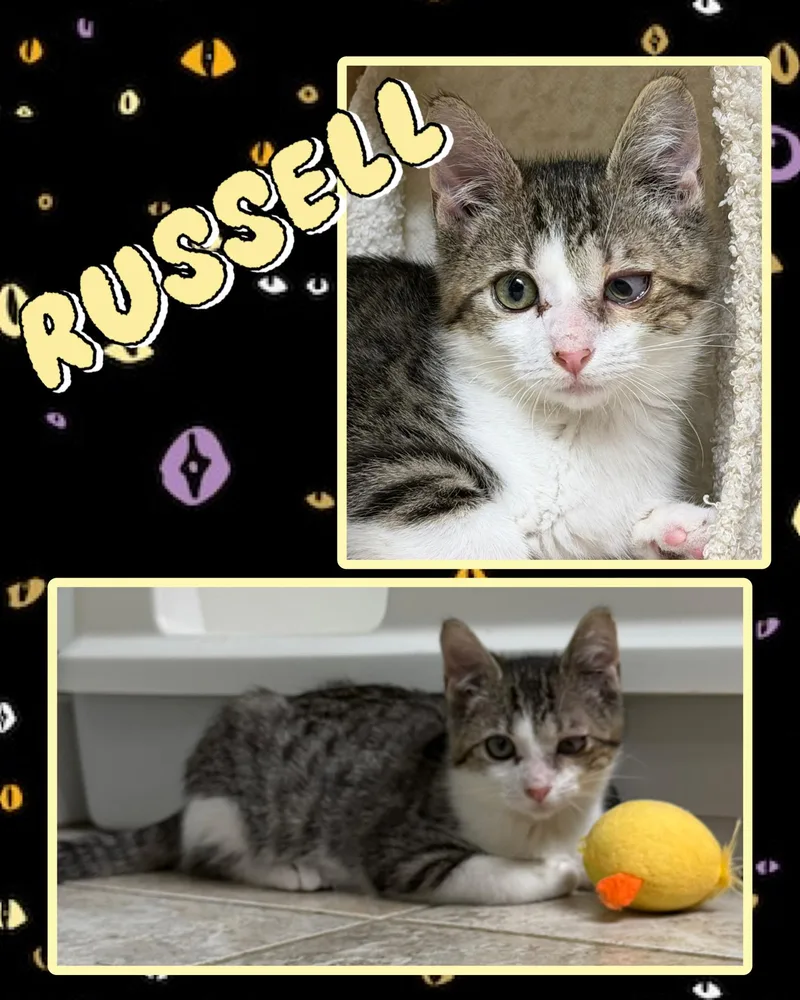 Russell thumbnail 5