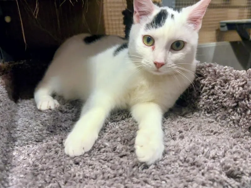A baby medium-sized male Black & White / Tuxedo Domestic Short Hair cat named Gibbs for adoption in Kalamazoo, MI