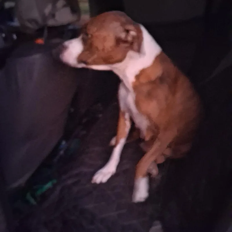 An adult medium-sized female Brown / Chocolate Mixed Breed dog named Amazon for adoption in Morriston, FL