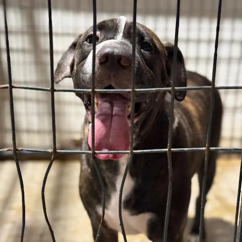 An adult large-sized male Brown / Chocolate Pit Bull Terrier dog named Milo for adoption in Fort Smith, AR