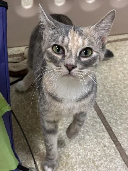 A young medium-sized female Domestic Short Hair cat named Symphony $ for adoption in Seneca, SC