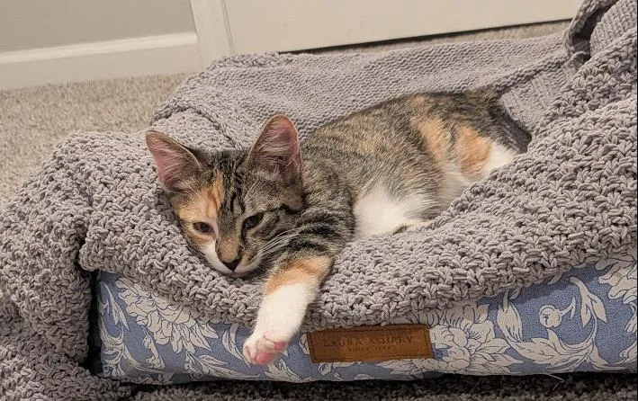A baby medium-sized female Domestic Short Hair cat named Cora for adoption in Stewartsville, NJ