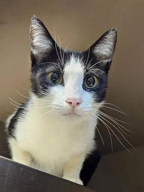 A young medium-sized female White Domestic Short Hair cat named Sabine for adoption in Clyde, NC