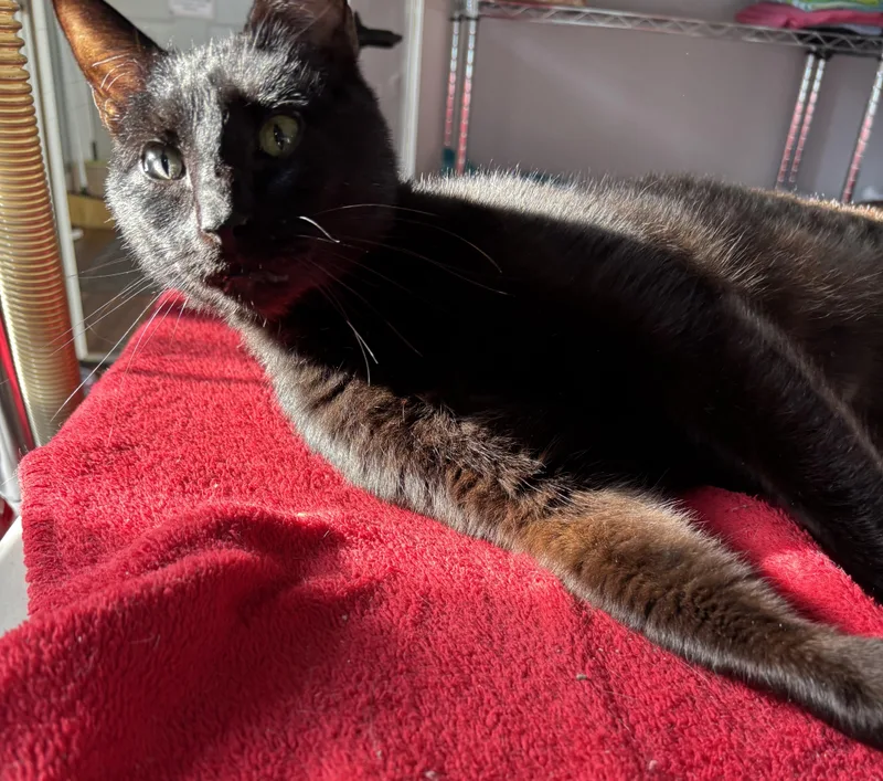 Goodfella thumbnail 2