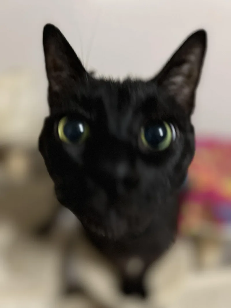 Goodfella thumbnail 3