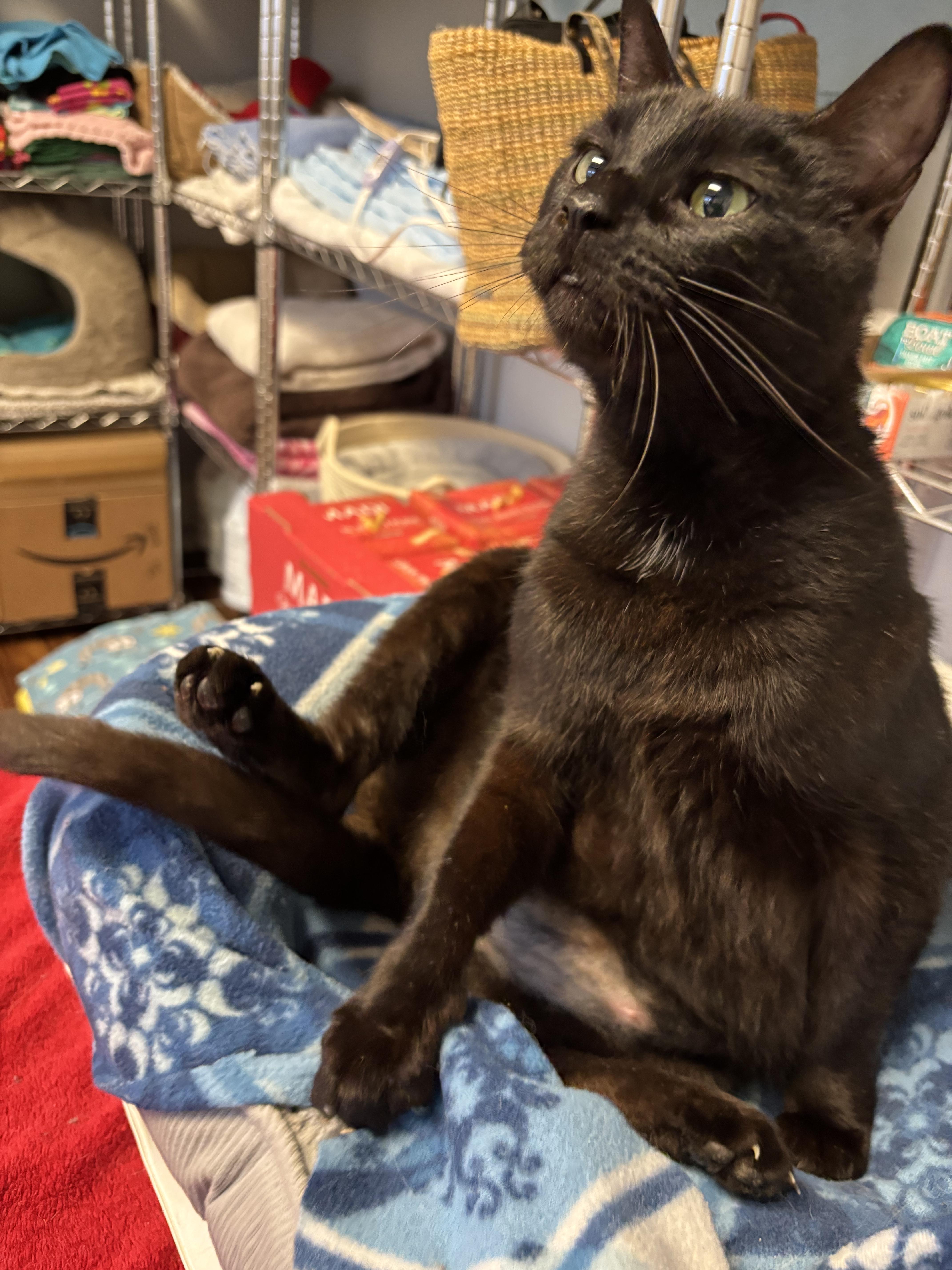 Goodfella thumbnail 4