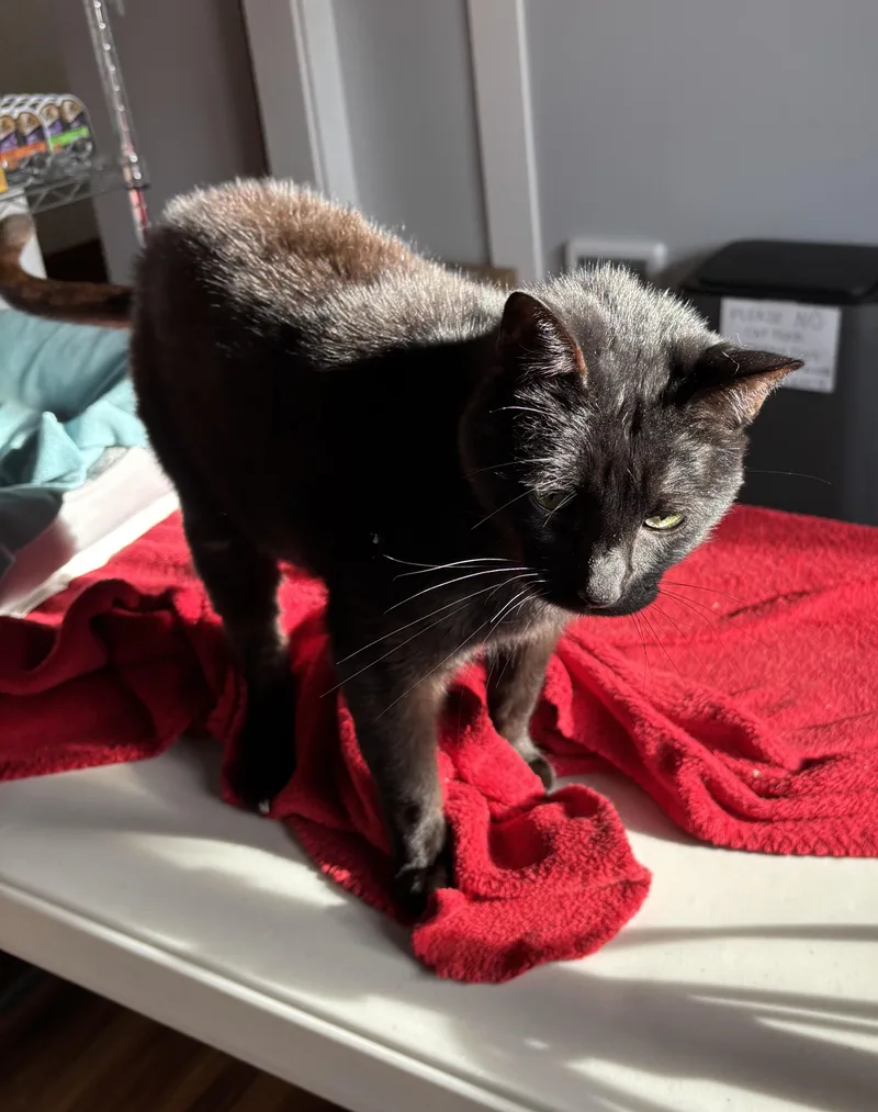 Goodfella thumbnail 5