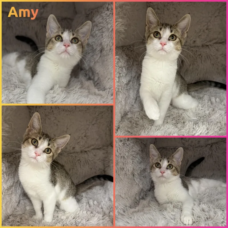 A baby small-sized female Tabby (Buff / Tan / Fawn) British Shorthair cat named Amy for adoption in Louisville, KY