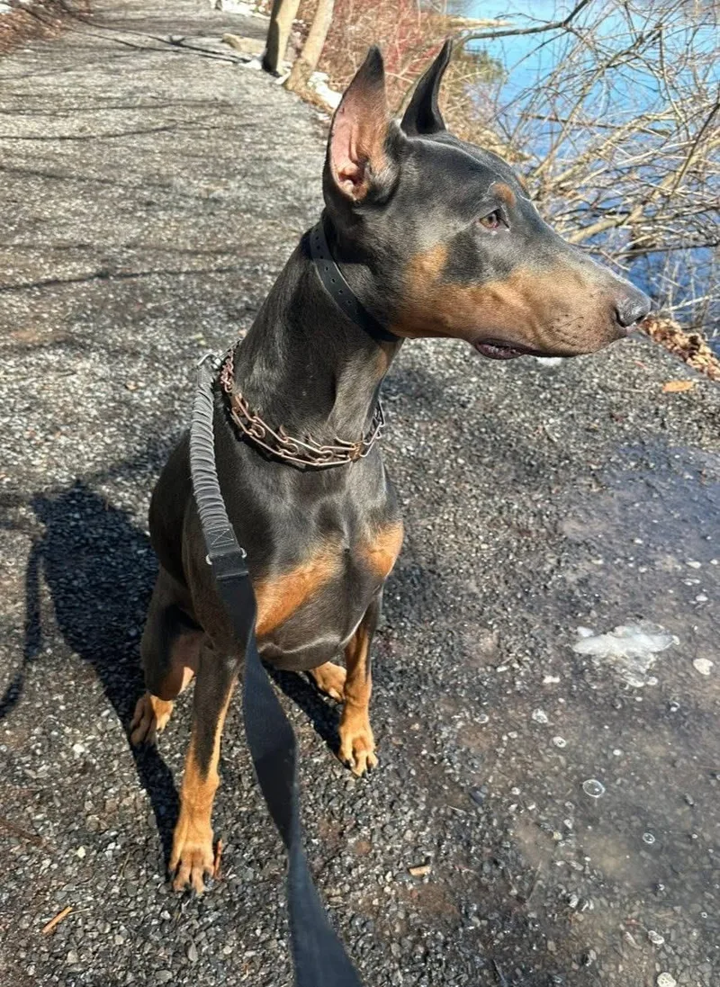 An adult large-sized male Bicolor Doberman Pinscher dog named Axel for adoption in Jamesville, NY