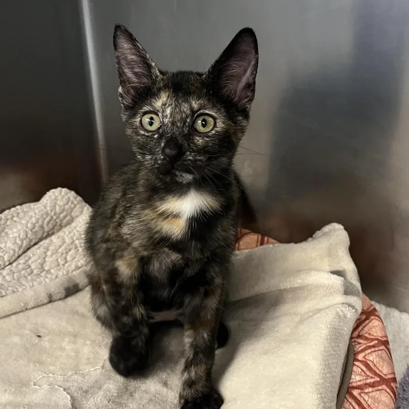 A baby small-sized female Tortoiseshell Domestic Short Hair cat named Meg for adoption in West Palm Beach, FL