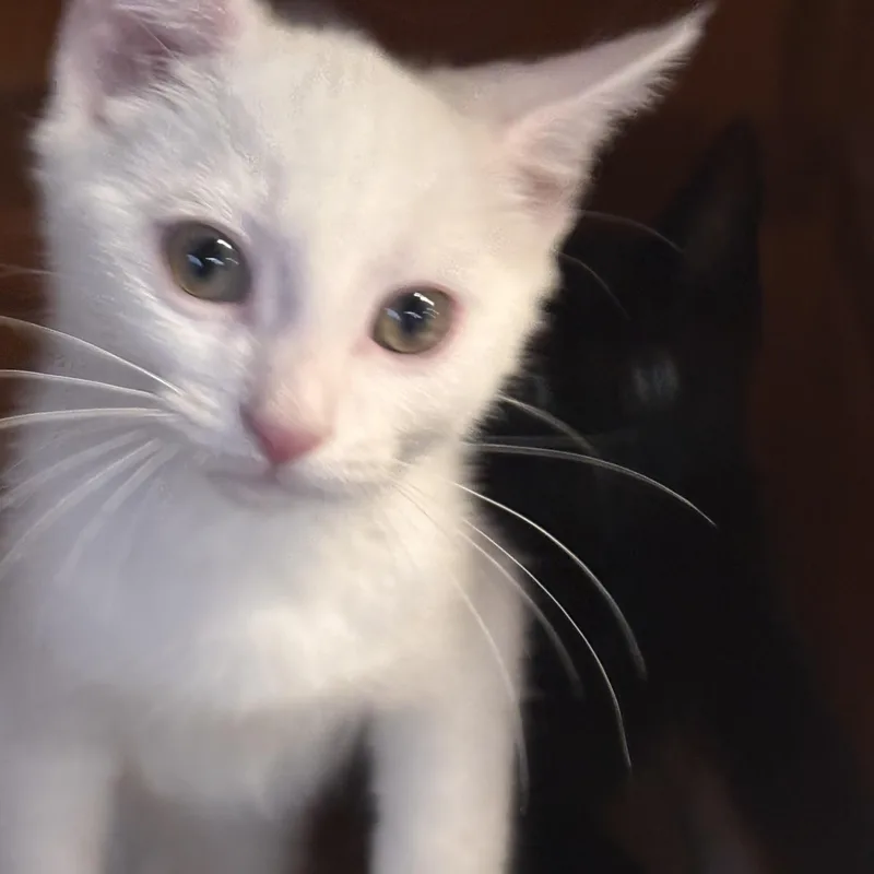 A baby medium-sized male White Domestic Short Hair cat named Stoli for adoption in Shelby Township, MI