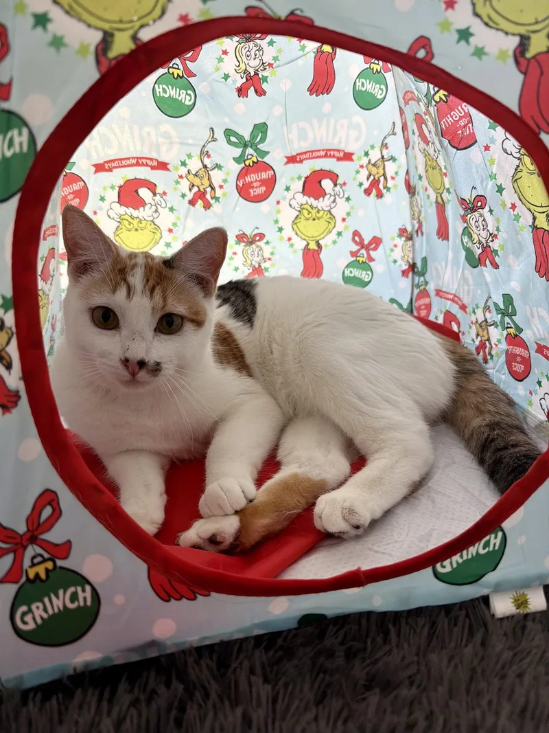 A young small-sized female Domestic Short Hair cat named Geraldine for adoption in Aurora, CO