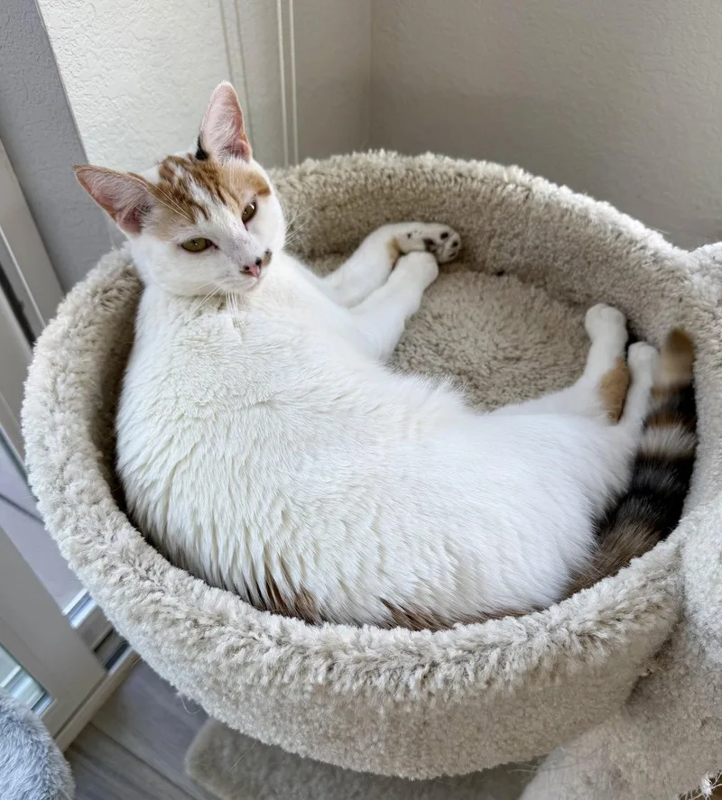 Geraldine thumbnail 2