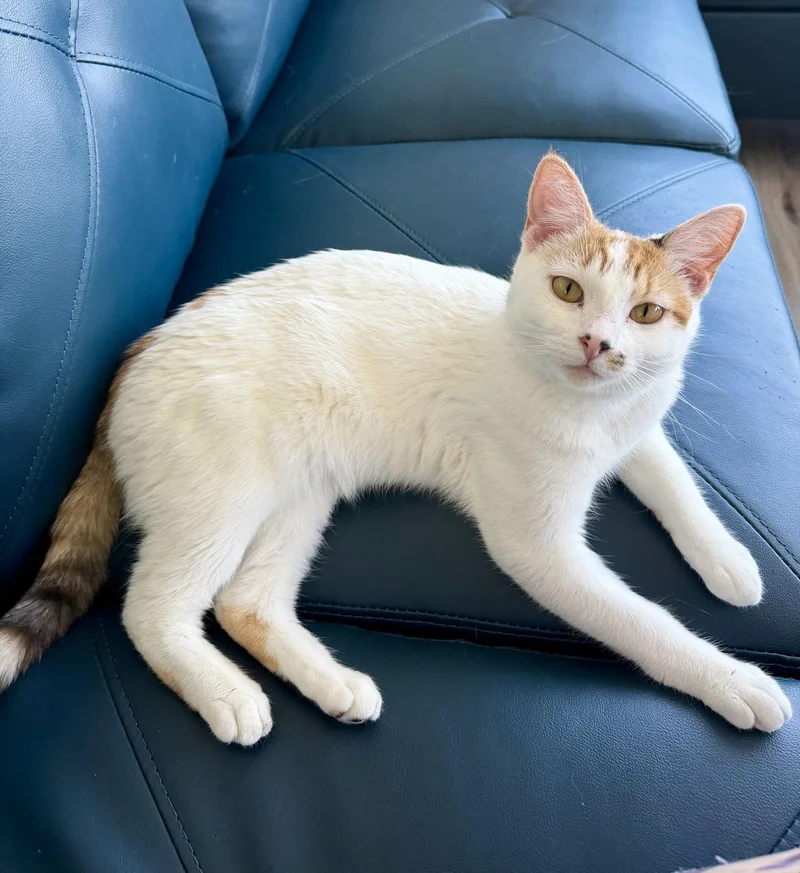 Geraldine thumbnail 3