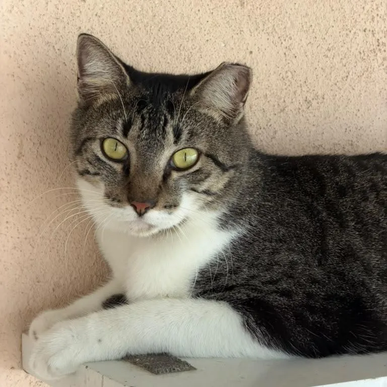 An adult large-sized male Gray / Blue / Silver Domestic Short Hair cat named Jack for adoption in Laredo, TX
