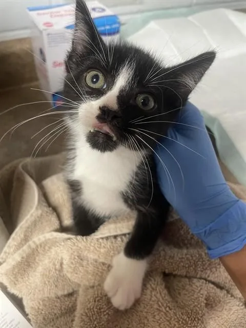 A baby small-sized male Domestic Short Hair cat named Bongo for adoption in Tallahassee, FL