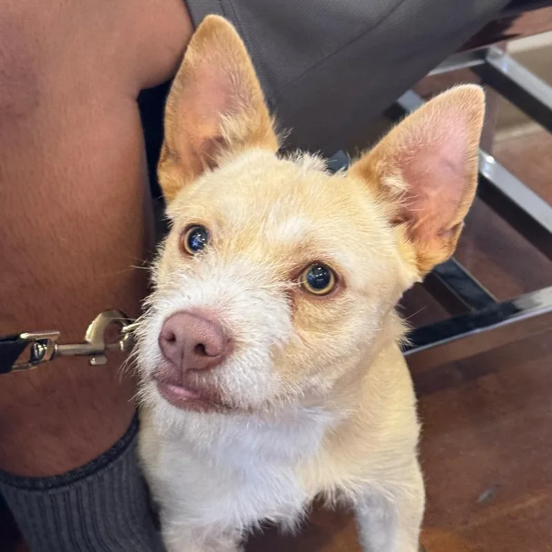 A young small-sized male Chihuahua dog named Arrow for adoption in Santa Barbara, CA