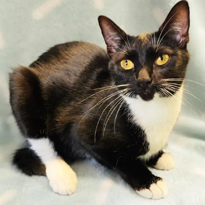 A young medium-sized female Black Domestic Short Hair cat named Mama Prism for adoption in Mount Juliet, TN