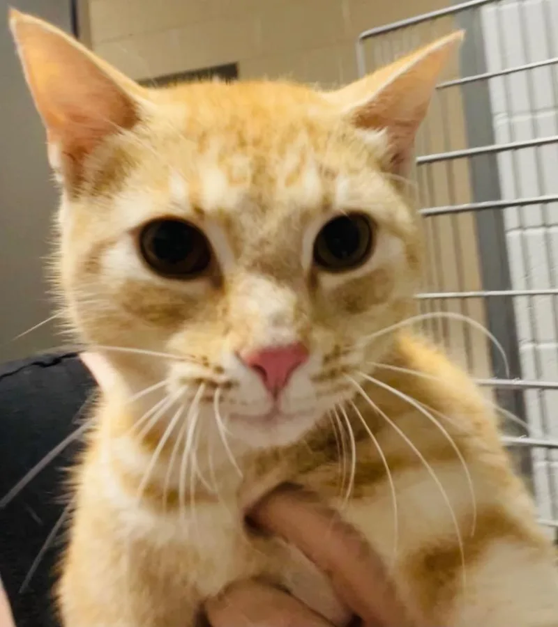 A young medium-sized male Domestic Short Hair cat named Kramer for adoption in Henderson, NC