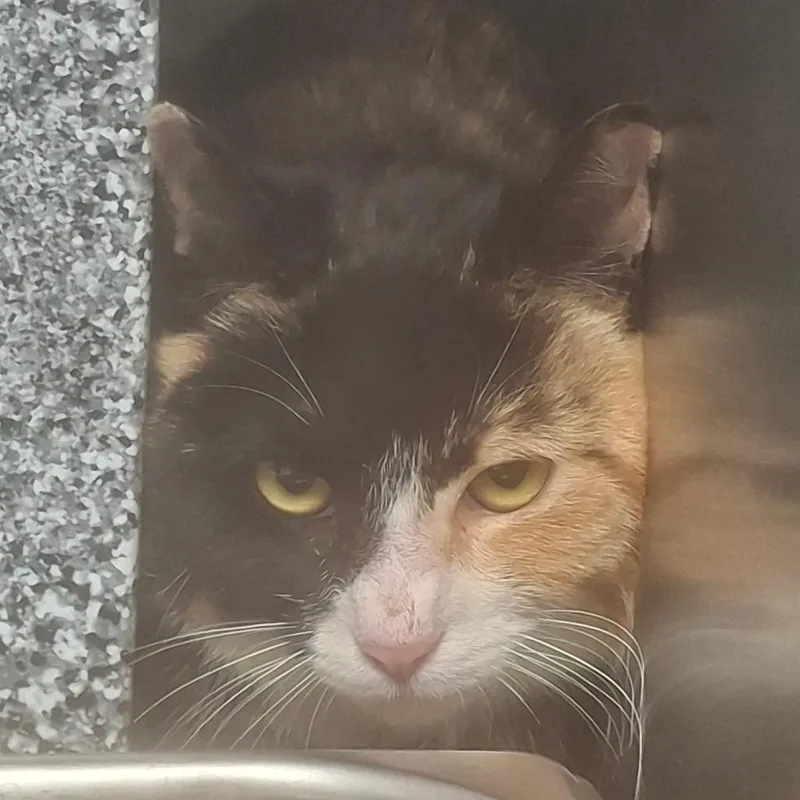 An adult medium-sized female Calico Domestic Short Hair cat named Laken for adoption in Birmingham, AL