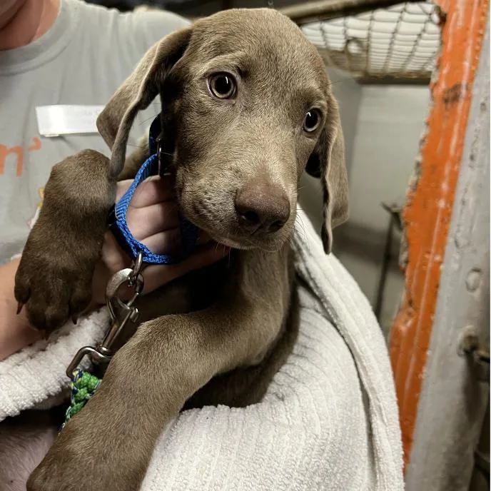 A young medium-sized male Gray / Blue / Silver Weimaraner dog named Broccoli Cheddar for adoption in Austin, TX