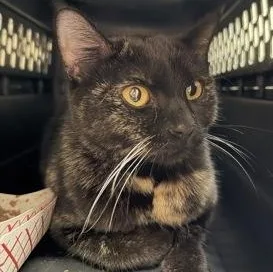 An adult medium-sized female Black Domestic Short Hair cat named Ocean for adoption in Rapid City, SD