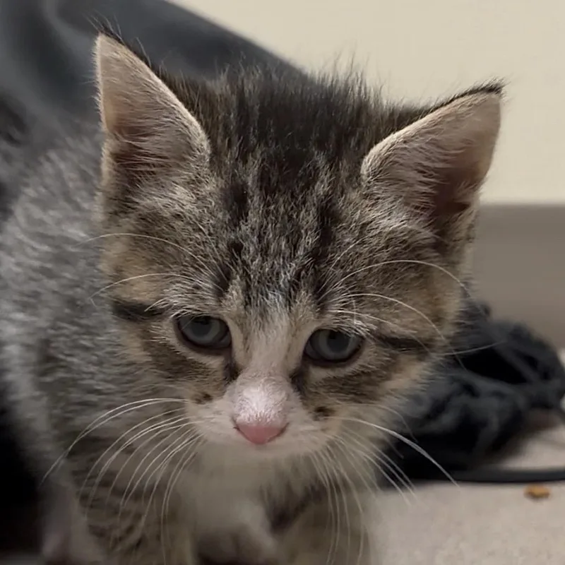 A baby small-sized female Brown / Chocolate Domestic Short Hair cat named Chickpea for adoption in Middlebury, VT