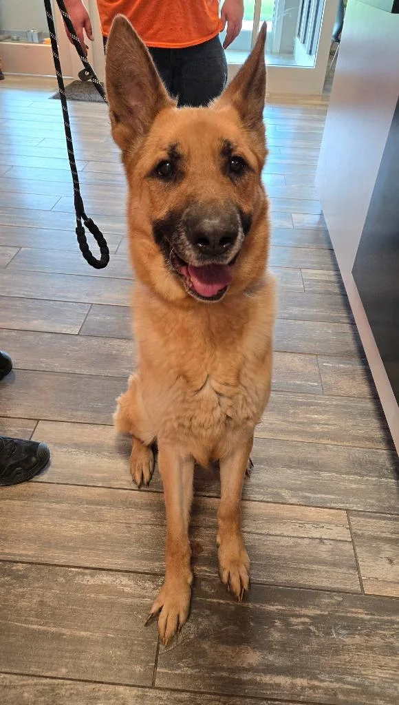A young large-sized male German Shepherd Dog dog named Auggie Yrly for adoption in Sidney, OH